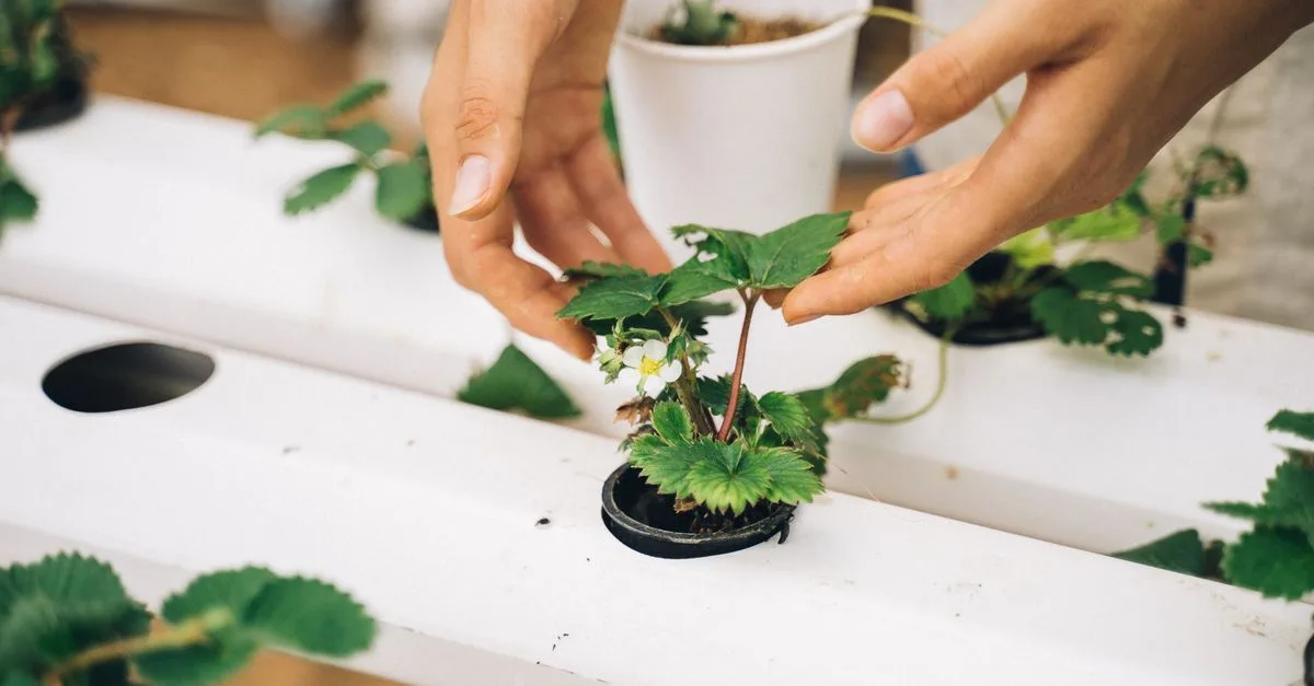découvrez l'aquaponie, un système durable combinant aquaculture et culture hydroponique pour une production alimentaire écologique et efficace.