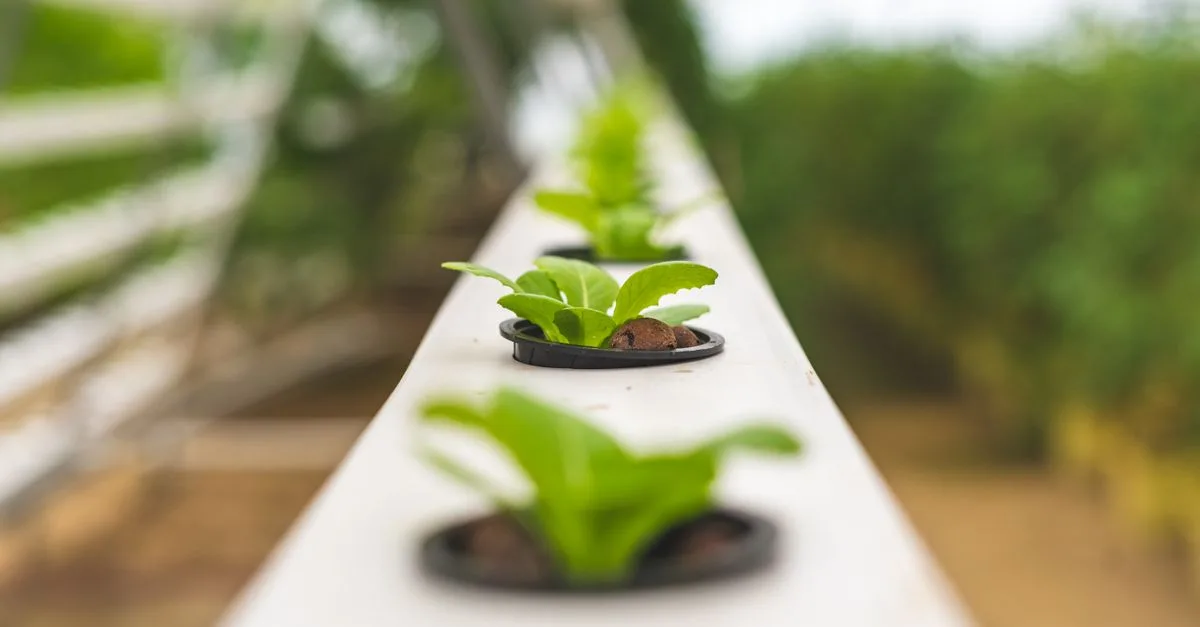 découvrez l'aquaponie : une méthode écologique combinant l'aquaculture et la culture hydroponique pour produire des aliments frais de manière durable.