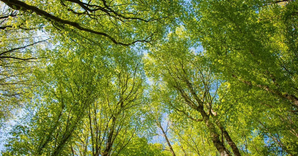découvrez les réglementations environnementales essentielles pour protéger notre planète et assurer un développement durable.
