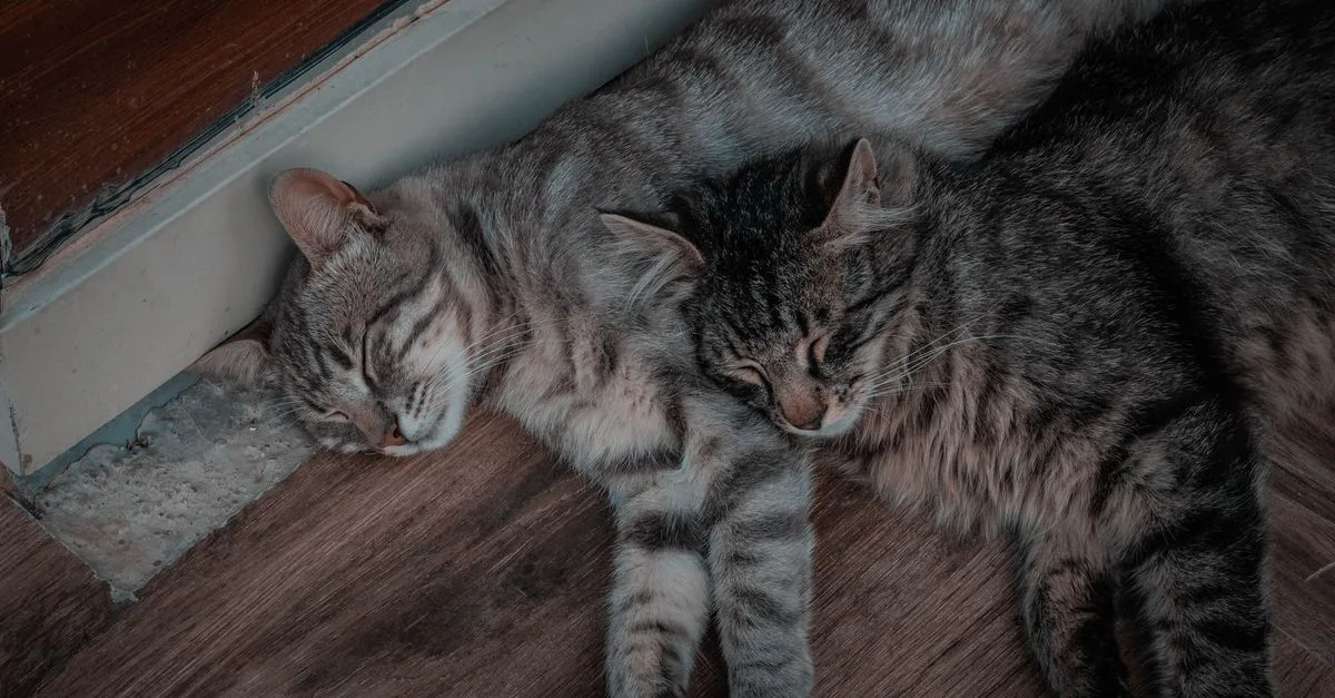 conseils pratiques pour une cohabitation harmonieuse entre chats : découvrez comment favoriser la bonne entente et le bien-être de vos félins à la maison.