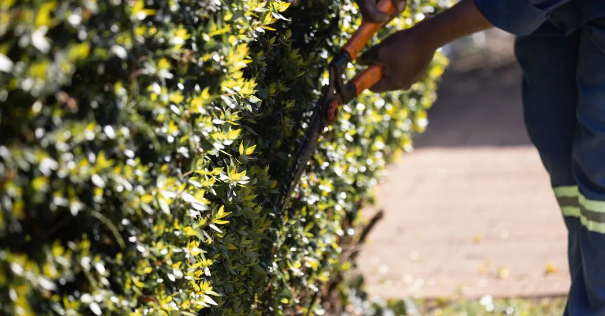 découvrez nos conseils pratiques pour la taille des arbres et arbustes afin de favoriser une croissance saine et harmonieuse de votre jardin.
