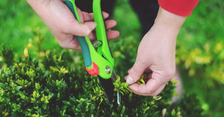découvrez nos conseils experts pour tailler vos plantes et arbres afin de favoriser une croissance saine et un joli rendu esthétique toute l'année.